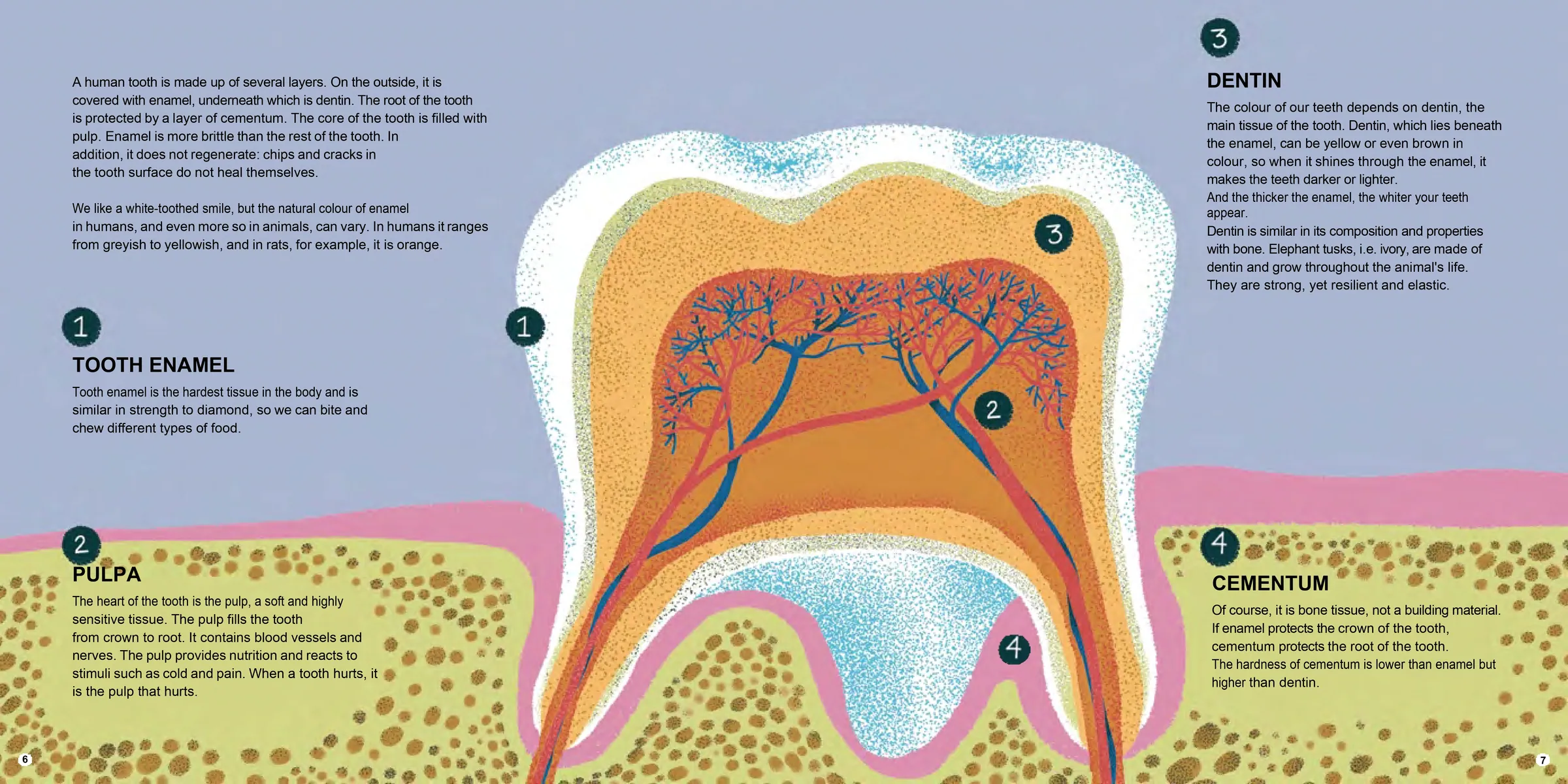 Spread from All Teeth Great and Small (5)