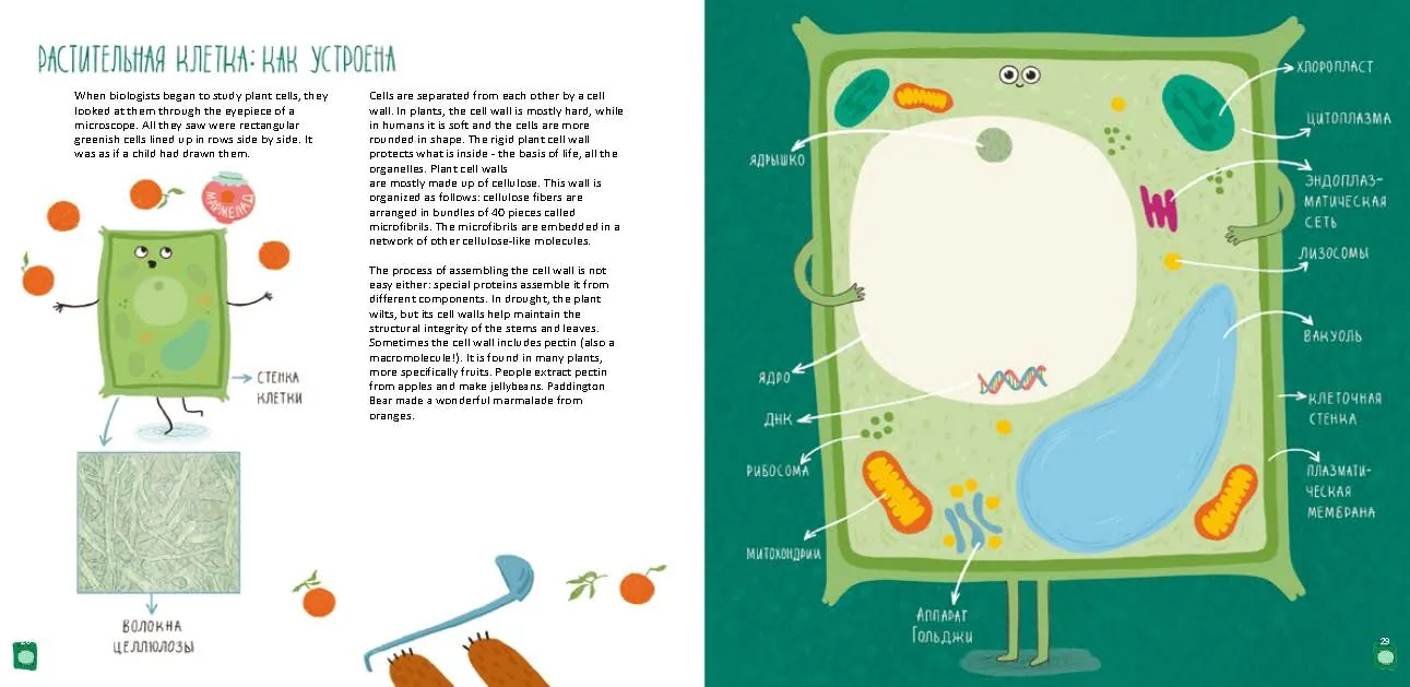 Spread from Cells: What Every Thing Is Made Of (2)