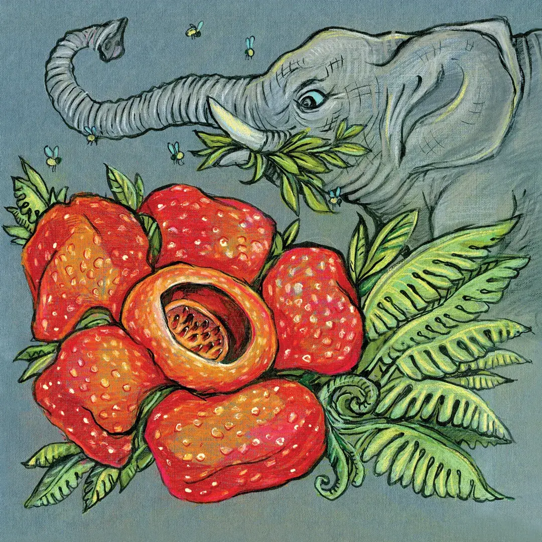 Illustration: rafflesia and an elephant